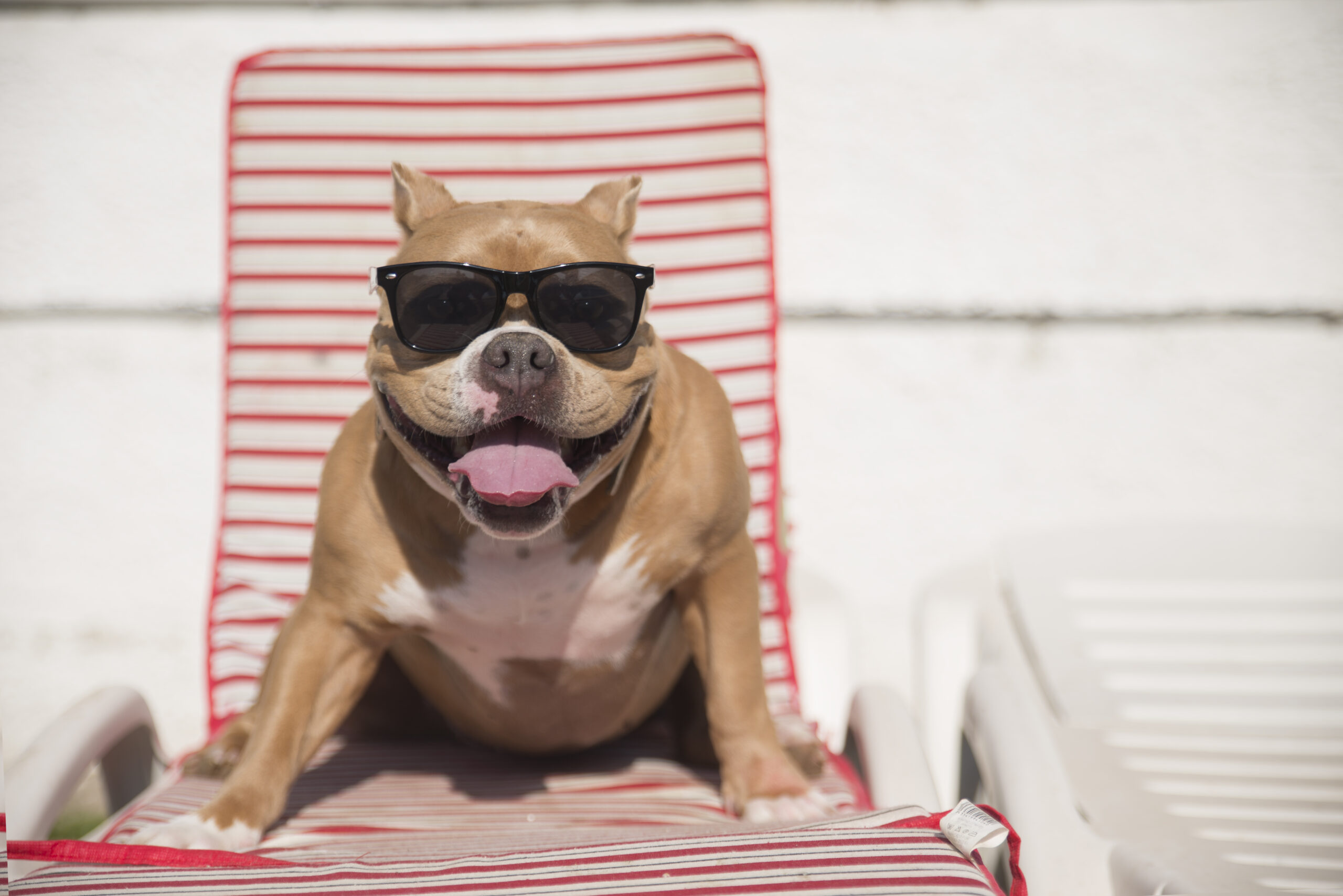 When the Heat is On How to Protect Your Dog from Heat Injury Paragon